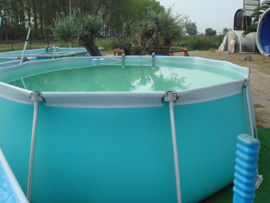 [5005] MODELO FLIPPER 4